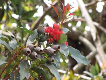 Fotografia da espécie Corymbia ficifolia