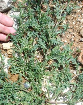 Fotografia 5 da espécie Lepidium coronopus no Jardim Botânico UTAD