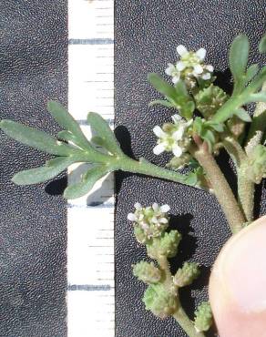 Fotografia 8 da espécie Lepidium coronopus no Jardim Botânico UTAD