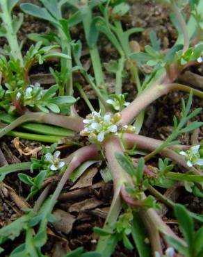 Fotografia 9 da espécie Lepidium coronopus no Jardim Botânico UTAD