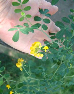 Fotografia 15 da espécie Coronilla glauca no Jardim Botânico UTAD