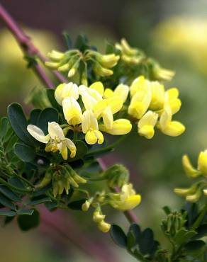 Fotografia 16 da espécie Coronilla glauca no Jardim Botânico UTAD