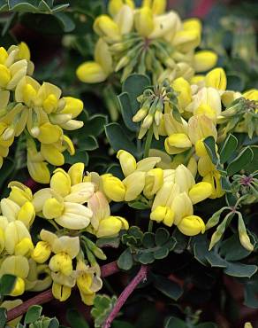 Fotografia 17 da espécie Coronilla glauca no Jardim Botânico UTAD