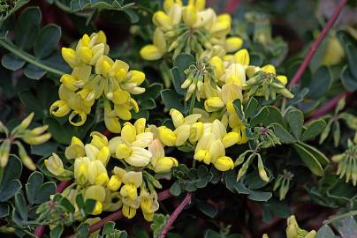 Fotografia da espécie Coronilla glauca