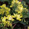 Fotografia 17 da espécie Coronilla glauca do Jardim Botânico UTAD