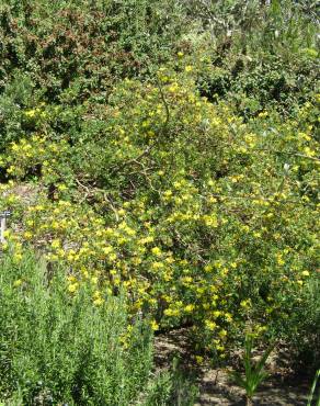 Fotografia 18 da espécie Coronilla glauca no Jardim Botânico UTAD