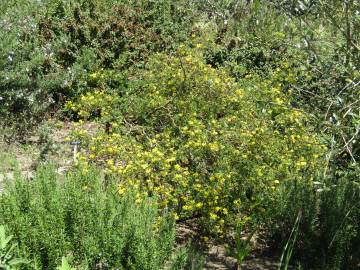 Fotografia da espécie Coronilla glauca