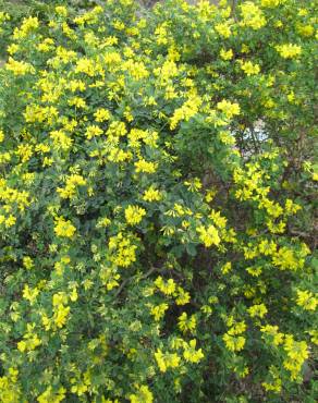 Fotografia 19 da espécie Coronilla glauca no Jardim Botânico UTAD