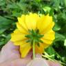 Fotografia 16 da espécie Coreopsis lanceolata do Jardim Botânico UTAD