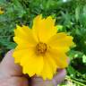 Fotografia 17 da espécie Coreopsis lanceolata do Jardim Botânico UTAD