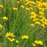 Fotografia 19 da espécie Coreopsis lanceolata do Jardim Botânico UTAD