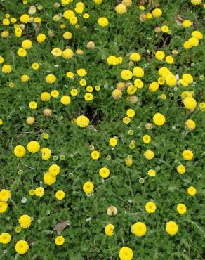 Fotografia 8 da espécie Cotula lineariloba no Jardim Botânico UTAD