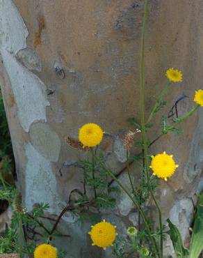 Fotografia 9 da espécie Cotula lineariloba no Jardim Botânico UTAD