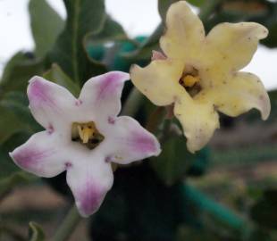 Fotografia da espécie Araujia sericifera