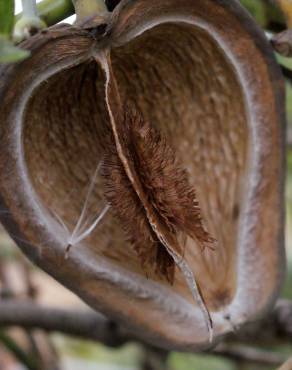 Fotografia 15 da espécie Araujia sericifera no Jardim Botânico UTAD