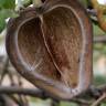 Fotografia 15 da espécie Araujia sericifera do Jardim Botânico UTAD