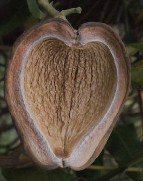 Fotografia 16 da espécie Araujia sericifera no Jardim Botânico UTAD