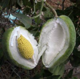 Fotografia da espécie Araujia sericifera