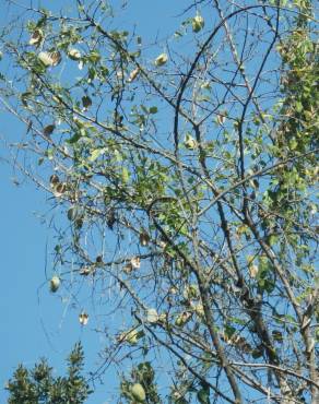 Fotografia 19 da espécie Araujia sericifera no Jardim Botânico UTAD