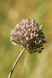 Fotografia da espécie Allium ampeloprasum