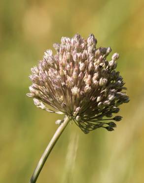 Fotografia 13 da espécie Allium ampeloprasum no Jardim Botânico UTAD