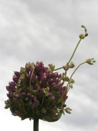 Fotografia da espécie Allium ampeloprasum