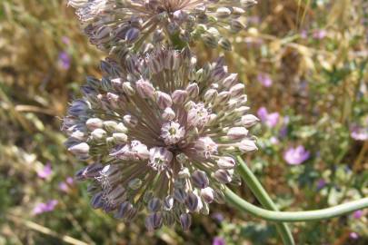 Fotografia da espécie Allium ampeloprasum