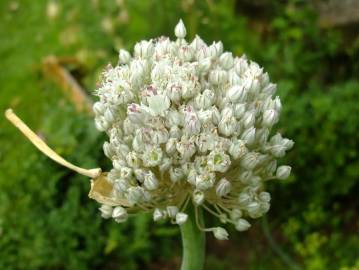 Fotografia da espécie Allium ampeloprasum