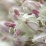 Fotografia 21 da espécie Allium ampeloprasum do Jardim Botânico UTAD