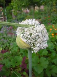 Fotografia da espécie Allium ampeloprasum