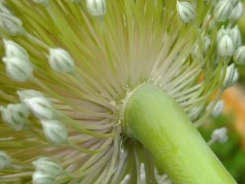 Fotografia da espécie Allium ampeloprasum