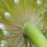 Fotografia 26 da espécie Allium ampeloprasum do Jardim Botânico UTAD
