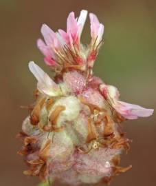 Fotografia da espécie Trifolium physodes