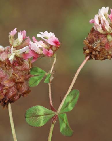 Fotografia de capa Trifolium physodes - do Jardim Botânico