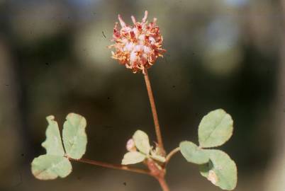 Fotografia da espécie Trifolium physodes