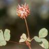 Fotografia 3 da espécie Trifolium physodes do Jardim Botânico UTAD