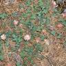 Fotografia 4 da espécie Trifolium physodes do Jardim Botânico UTAD