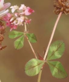 Fotografia da espécie Trifolium physodes