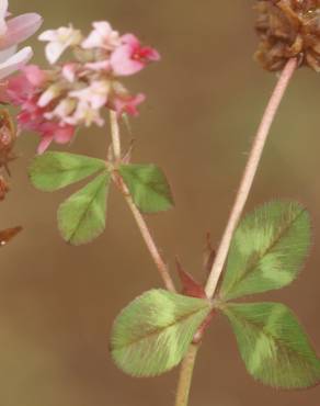 Fotografia 5 da espécie Trifolium physodes no Jardim Botânico UTAD