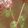 Fotografia 5 da espécie Trifolium physodes do Jardim Botânico UTAD