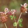 Fotografia 7 da espécie Trifolium physodes do Jardim Botânico UTAD