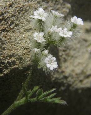 Fotografia 1 da espécie Torilis leptophylla no Jardim Botânico UTAD