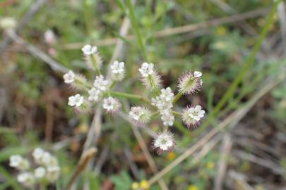 Fotografia da espécie Torilis leptophylla