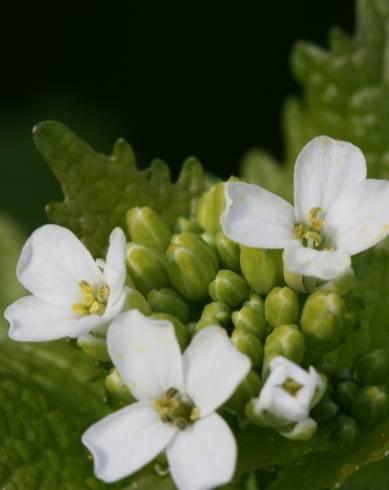 Fotografia de capa Alliaria petiolata - do Jardim Botânico