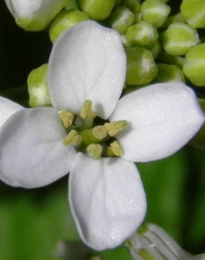 Fotografia 35 da espécie Alliaria petiolata no Jardim Botânico UTAD