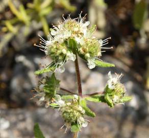 Fotografia da espécie Teucrium haenseleri