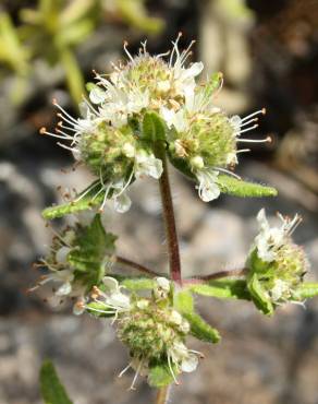 Fotografia 1 da espécie Teucrium haenseleri no Jardim Botânico UTAD