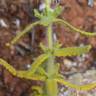 Fotografia 3 da espécie Teucrium haenseleri do Jardim Botânico UTAD