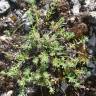 Fotografia 4 da espécie Teucrium haenseleri do Jardim Botânico UTAD