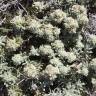 Fotografia 6 da espécie Teucrium vicentinum do Jardim Botânico UTAD